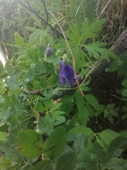Aconitum volubile