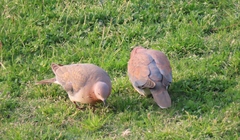 Streptopelia senegalensis senegalensis