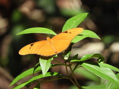 Dryas iulia