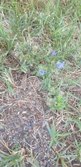 Echium