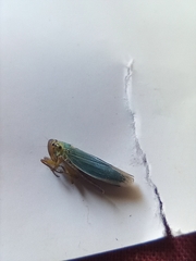 Cicadella viridis