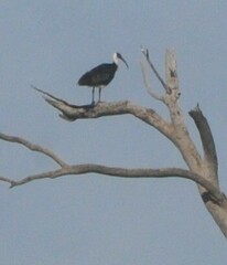 Threskiornis spinicollis