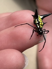 Micrathena raimondi