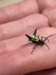 Micrathena raimondi