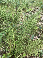 Athyrium