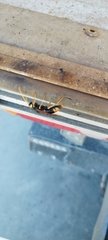 Urocerus gigas