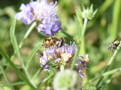 Eristalis horticola