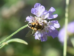 Eristalis horticola