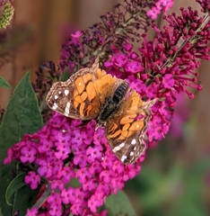 Vanessa virginiensis