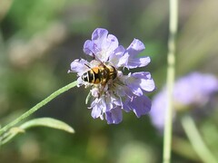 Eristalis horticola