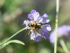 Eristalis horticola
