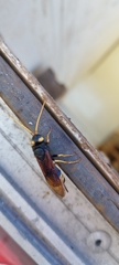Urocerus gigas