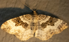 Epirrhoe alternata