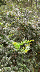 Berberis darwinii