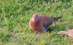 Streptopelia senegalensis senegalensis