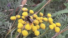 Bombus lapidarius