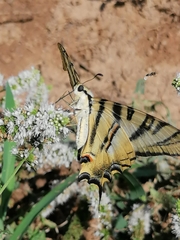 Iphiclides feisthamelii
