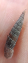 Laciniaria plicata