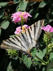 Iphiclides feisthamelii