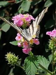 Iphiclides feisthamelii