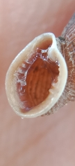 Laciniaria plicata