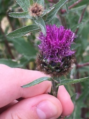 Centaurea nigra