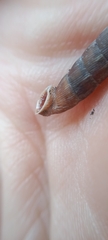Laciniaria plicata