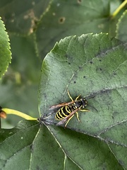 Vespula maculifrons