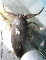 Lethocerus americanus