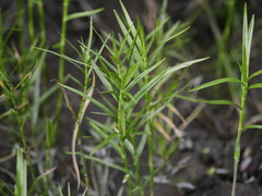 Dulichium arundinaceum