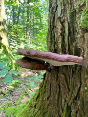 Ganoderma tsugae