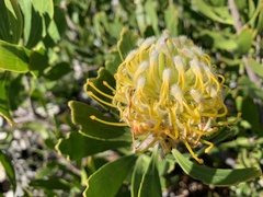 Leucospermum cuneiforme