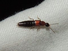 Staphylinini