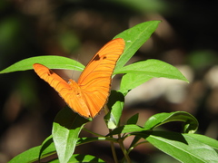 Dryas iulia