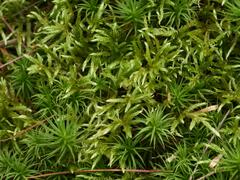 Pleurozium schreberi