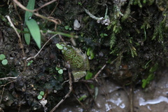 Fejervarya multistriata