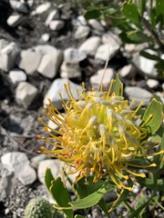 Leucospermum cuneiforme