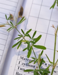 Trifolium lupinaster