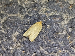 Clepsis clemensiana