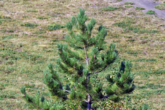 Pinus sylvestris