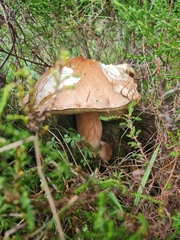 Leccinum versipelle