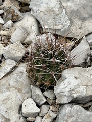 Hamatocactus hamatacanthus hamatacanthus