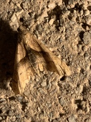 Palthis angulalis