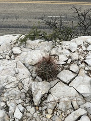 Hamatocactus hamatacanthus hamatacanthus
