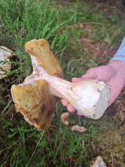 Leccinum versipelle