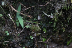 Fejervarya multistriata