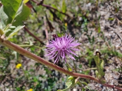 Centaurea stoebe