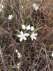 Eriostemon australasius