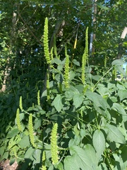 Agastache nepetoides