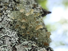 Usnea strigosa